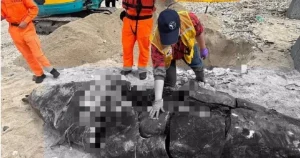 誰下的手？鯨豚慘遭「開腸破肚」曝屍綠島岸邊　海保署祭20萬獎勵金緝凶